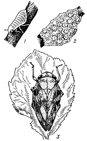 Пенницы