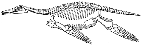 Скелет плиозавра Peloneustes phylarchus