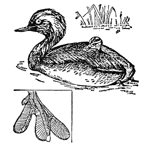 Черношейная поганка (Podiceps nigricolis)
