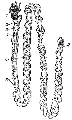 Самец погонофоры Choanophorus indicusа