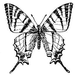 Подалирий Iphiclides podalirius