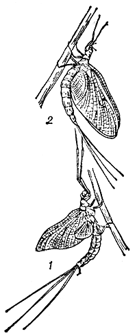 Обыкновенная подёнка (Ephemera vulgata)
