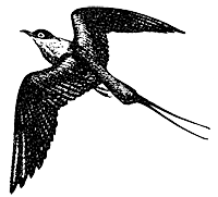 Длиннохвостый поморник (Stercorarius longicaudus)