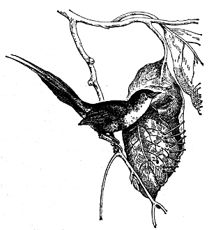 Портниха Orthotomus sutorius