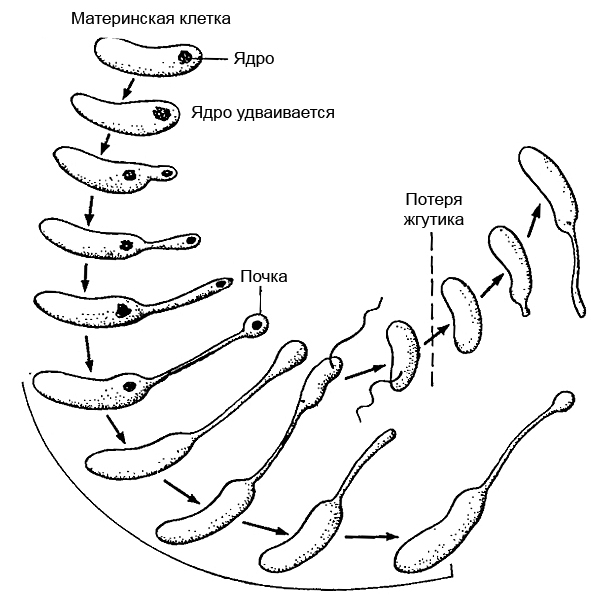 Стадии жизненного цикла почкующейся бактерии Hyphomicrobium