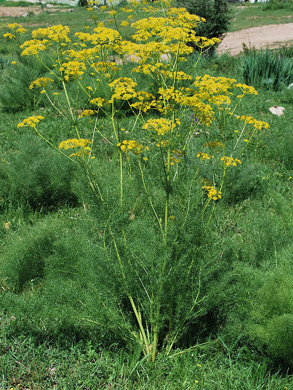 Прангос кормовой (Prangos pabularia)