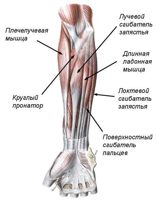Передняя группа мышц предплечья