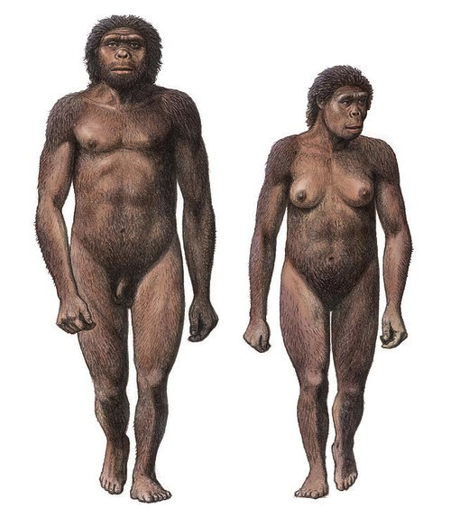 Реконструкция Homo habilis