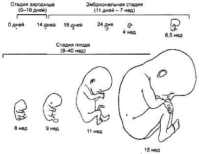 Пренатальное развитие человека
