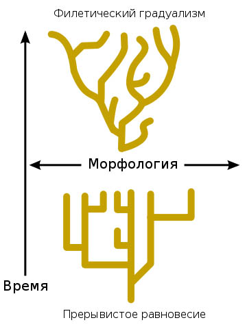 Прерывистое равновесие
