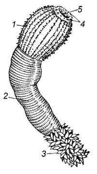 Приапулида Priapulus caudatus