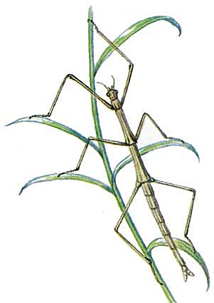 Уссурийский палочник (Baculum ussurianum)