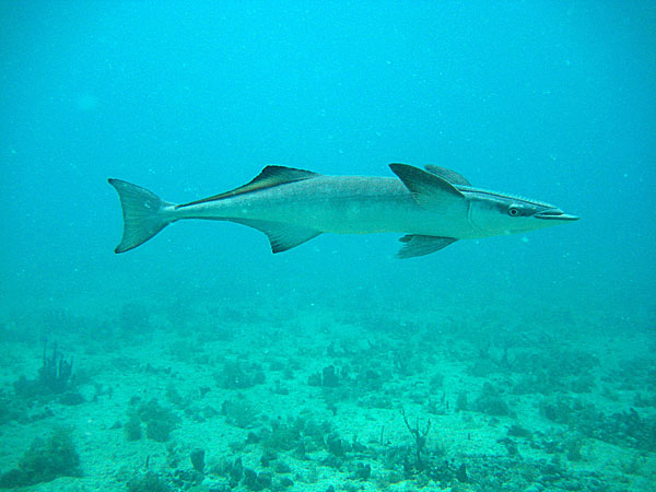 Акулья ремора (Remora remora)