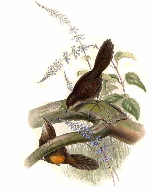 Рыжая атрихия, или рыжая кустарниковая птица (Atrichornis rufescens)