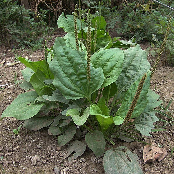 Подорожник большой (Plantago major)