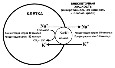 Поддержание концентрации натрия и калия в клетках и во внеклеточной жидкости