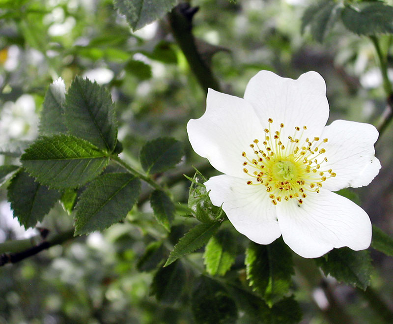 Шиповник полевой (Rosa arvensis)
