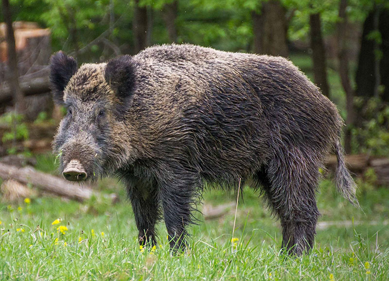 Дикий кабан (Sus scrofa)