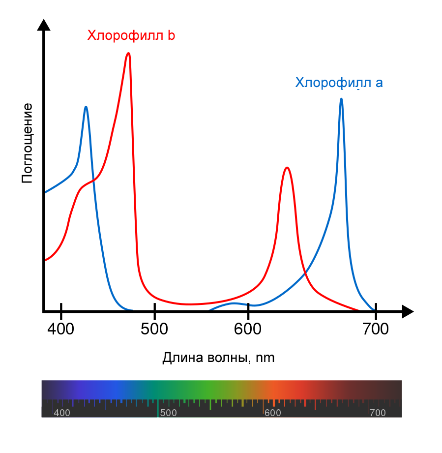 Спектры поглощения хлорофилла a (синий) и b (красный)