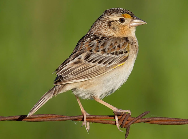 Кузнечиковая саванная овсянка (Ammodramus savannarum)
