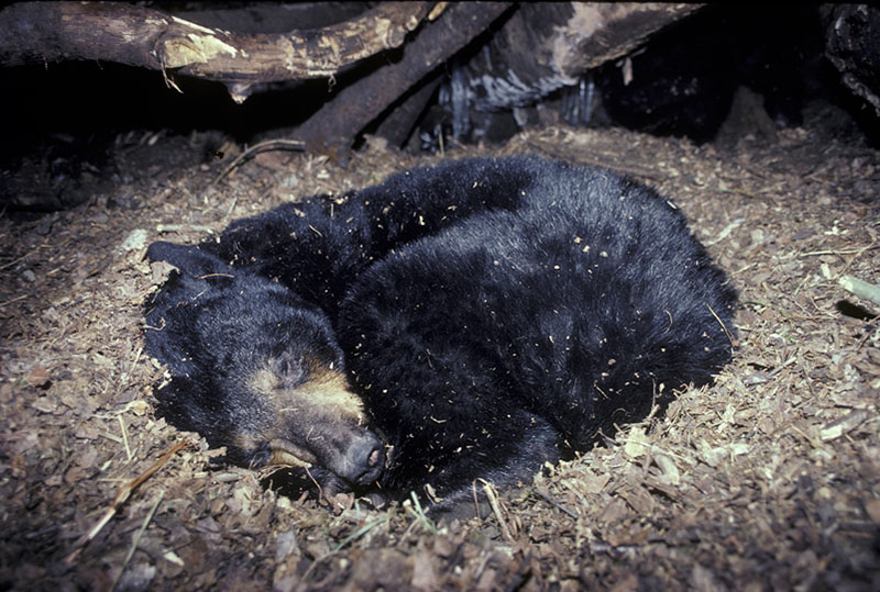 Зимняя спячка чёрного медведя (Ursus americanus)