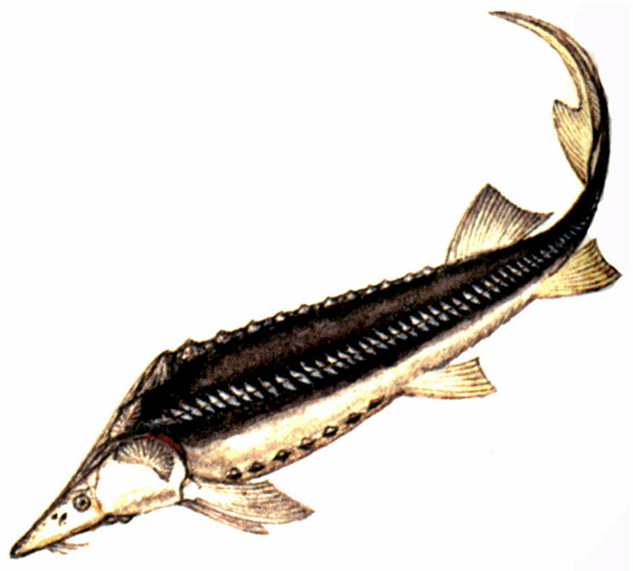 Шип (Acipenser nudiventris)