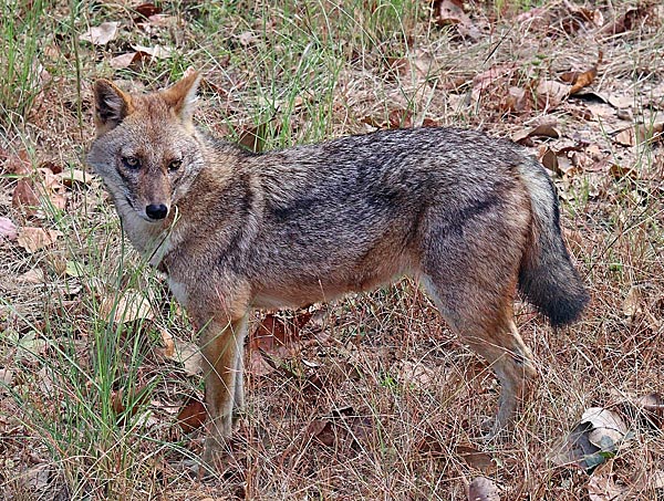 Обыкновенный шакал (Canis aureus)