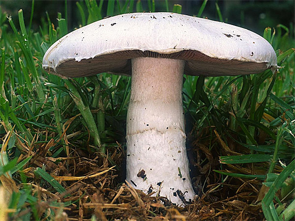 Шампиньон обыкновенный, печерица (Agaricus campestris)