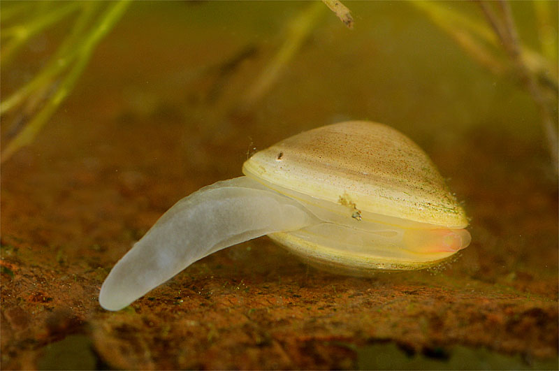 Роговая шаровка (Sphaerium corneum)