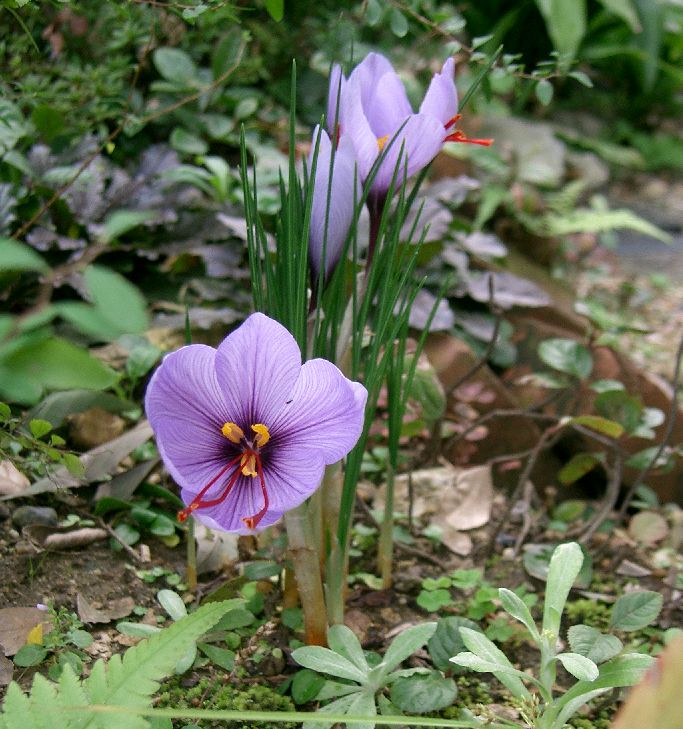 Шафран посевной (Crocus sativus)
