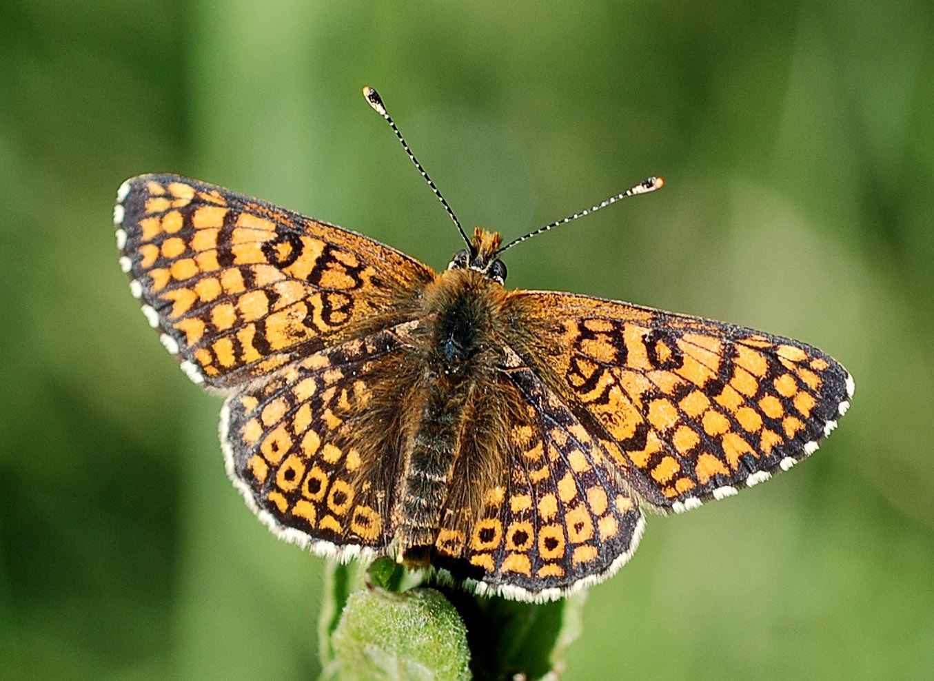 Шашечница цинксия (Melitaea cinxia)