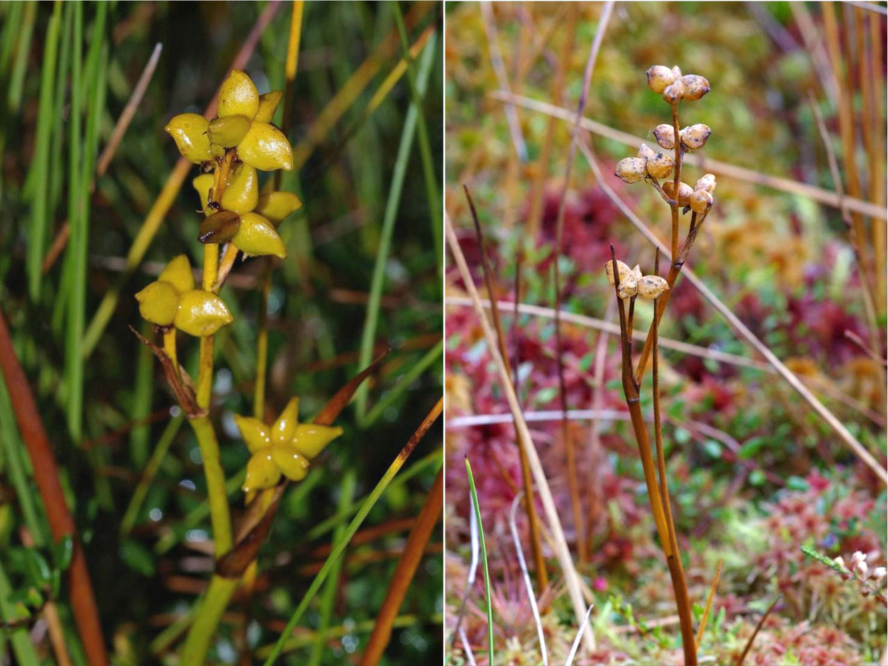 Шейхцерия болотная (Scheuchzeria palustris). Общий вид цветущего (слева) и плодоносящего (справа) растения