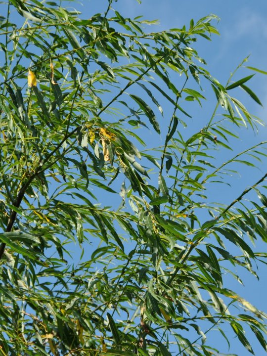 Ива остролистная (Salix acutifolia)