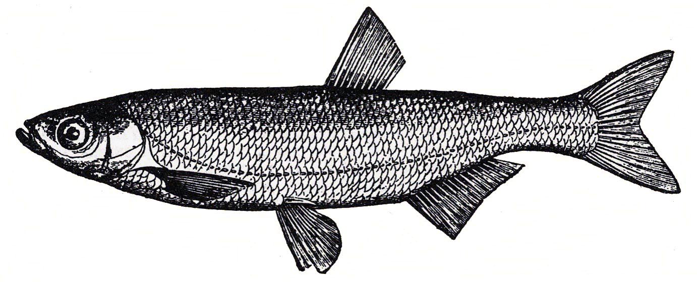 Шемая (Alburnus chalcoides)