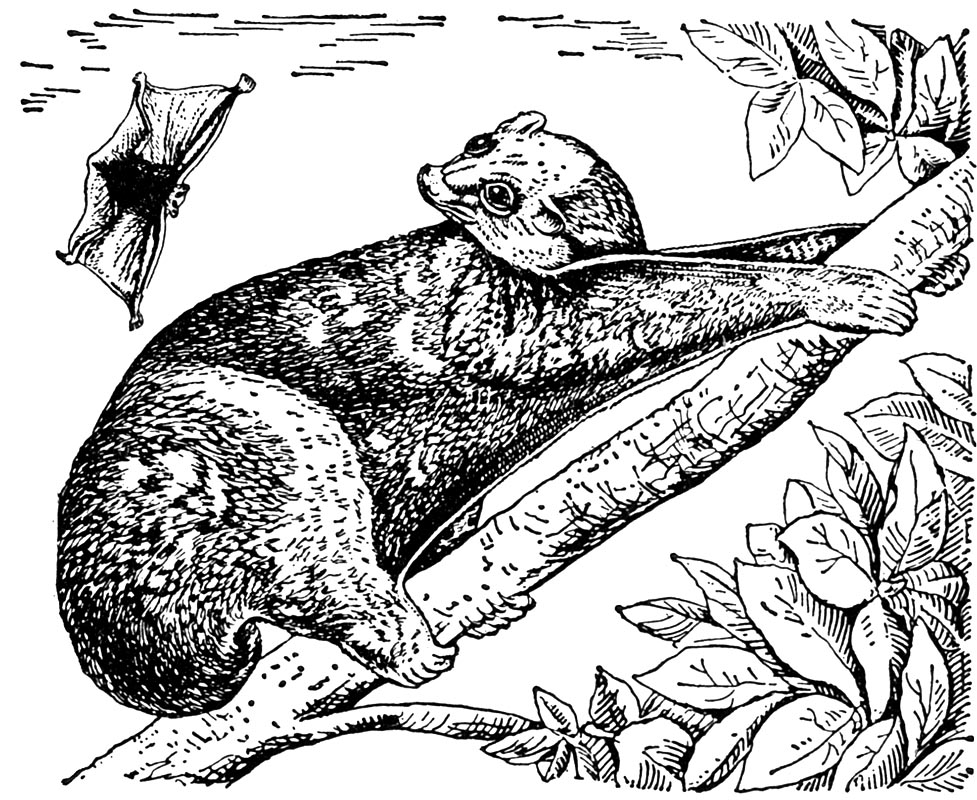 Филиппинский шерстокрыл (Cynocephalus volans)