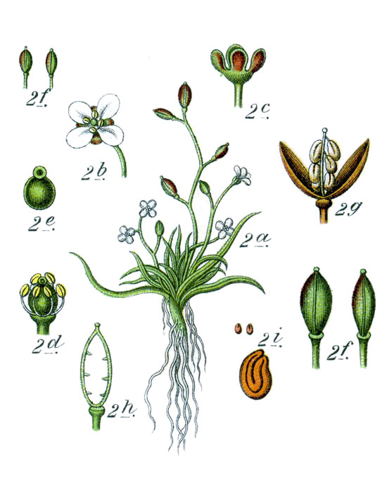 Шильник водяной (Subularia aquatica)