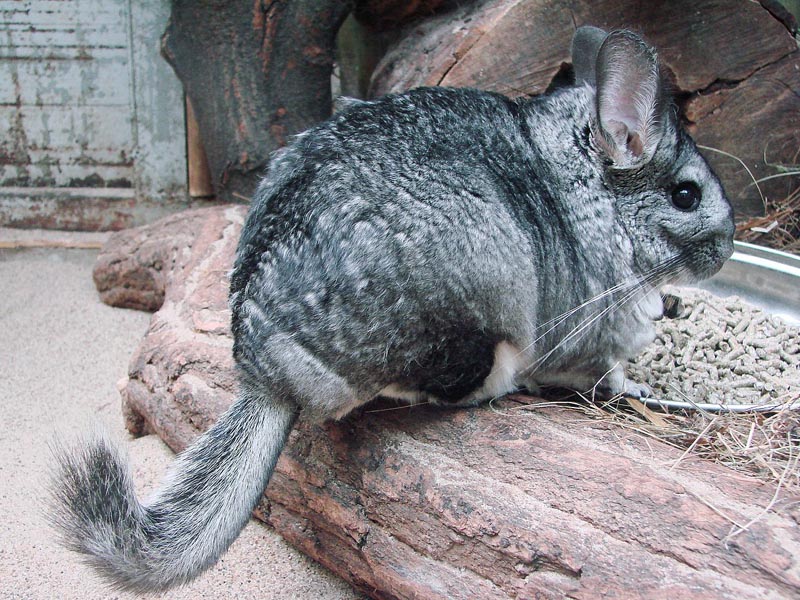 Шиншилла (Chinchilla lanigera)