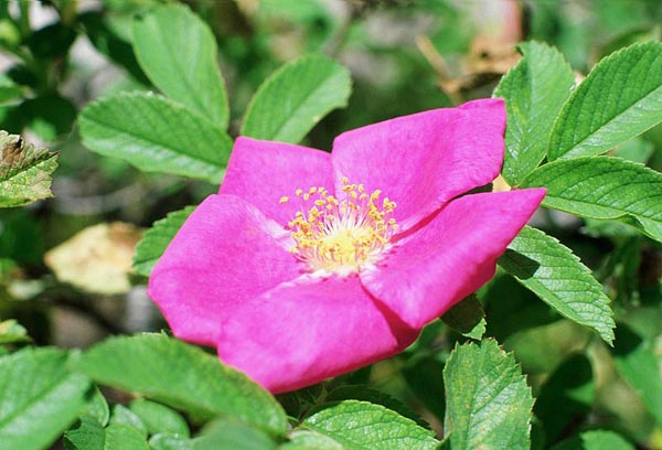 Цветок шиповника майского (Rosa majalis)