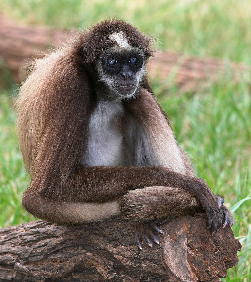 Колумбийская коата (Ateles hybridus)