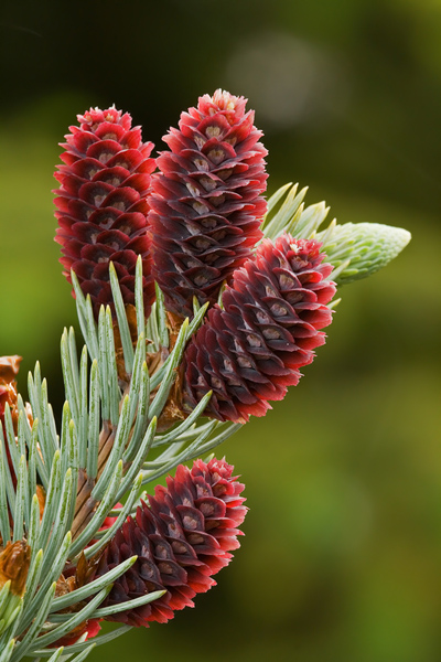 Молодые шишки ели голубой (Picea pungens)