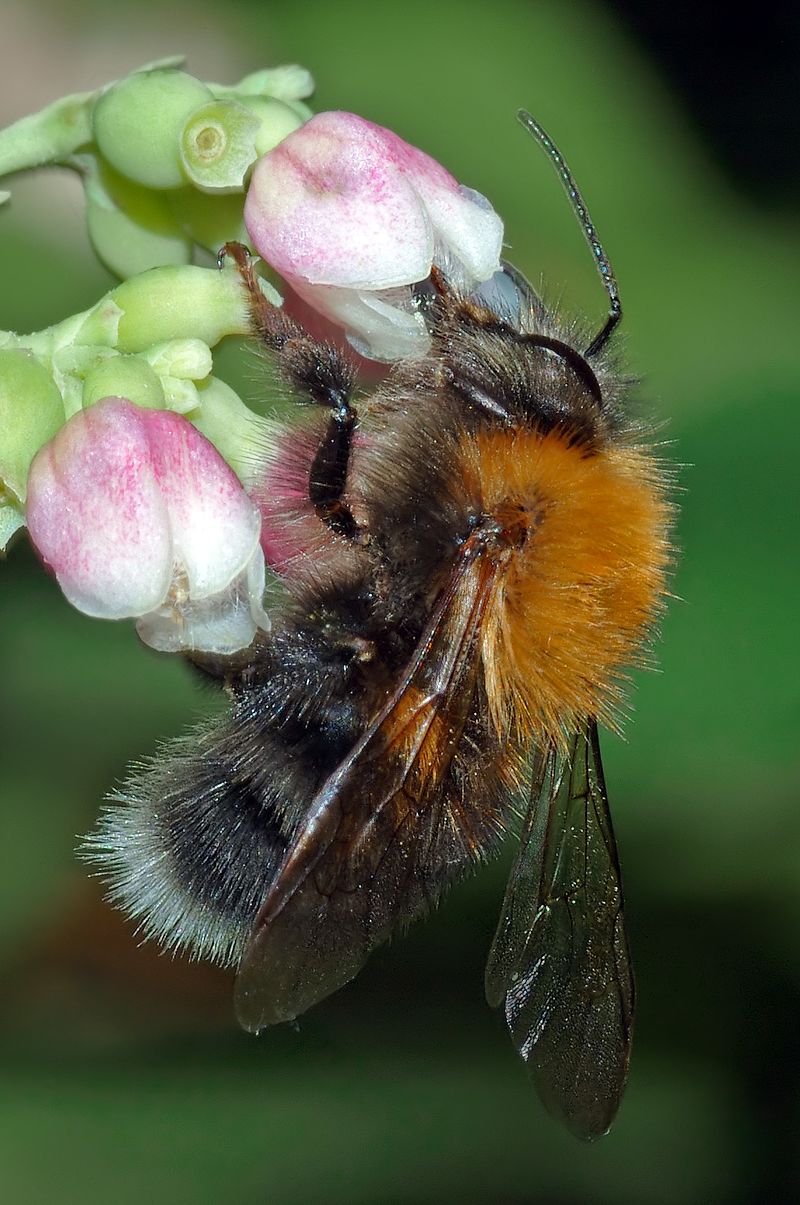 Шмель городской (Bombus hypnorum)