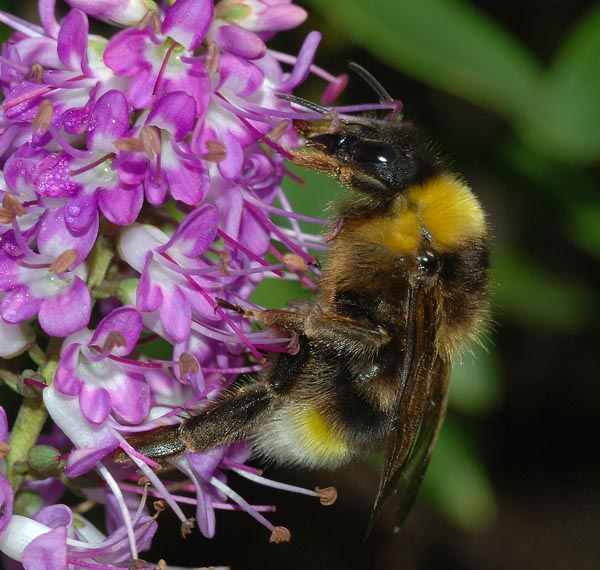 Белозадый шмель-кукушка (Bombus vestalis)