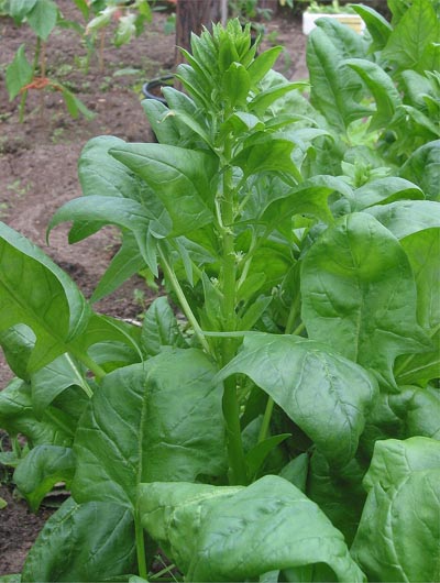 Шпинат огородный (Spinacia oleracea)