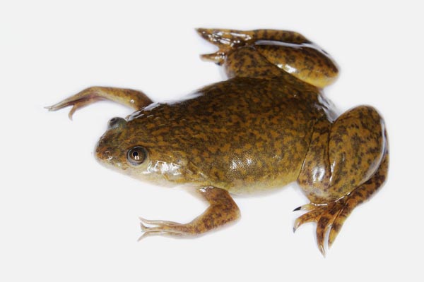 Гладкая шпорцевая лягушка (Xenopus laevis)
