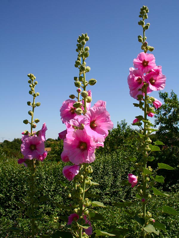 Штокроза розовая (Alcea rosea)