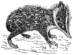 Полосатый тенрек (Hemicentetes semispinosus)
