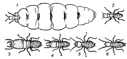 Касты термита Bellicositermes bellicosus