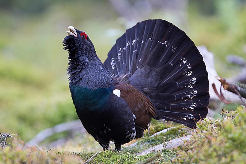 Токующий самец глухаря (Tetrao urogallus)