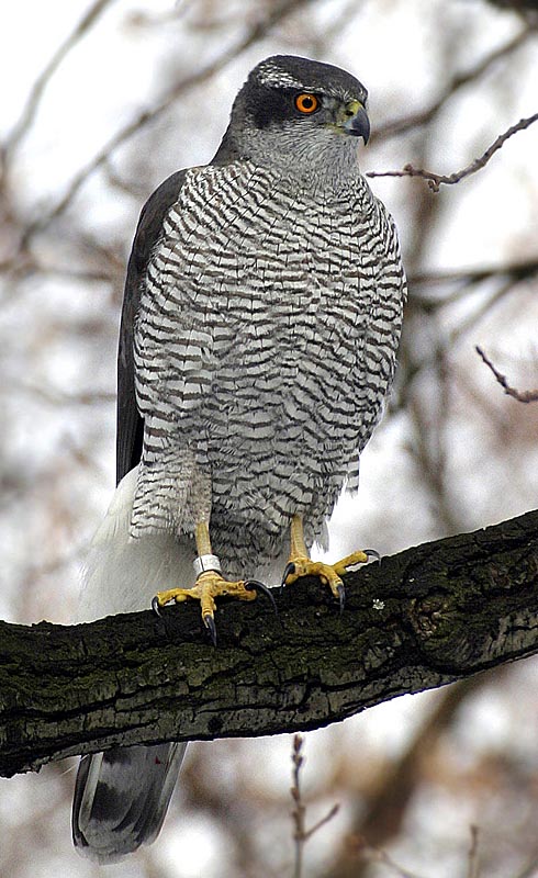 Тетеревятник (Accipiter gentilis)
