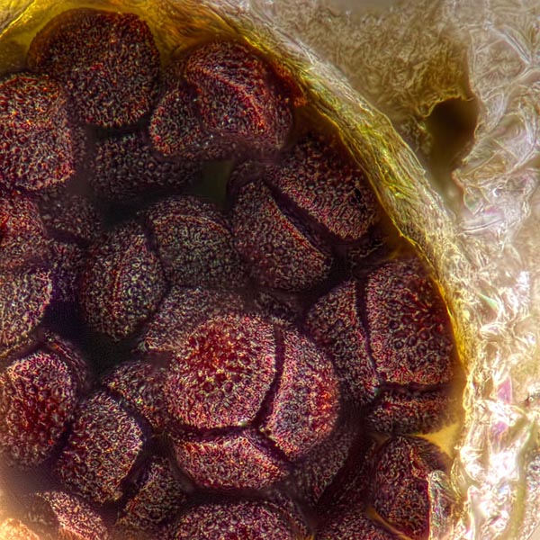 Тетрады спор мха риччии кучкоплодной (Riccia sorocarpa)